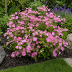 Hortenzia popínavá (Hydrangea scandens) 'First Love'® - výška 10-20 cm, kont. C1L